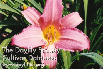 Daylily Always Pink